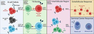 BCR Affinity Influences T-B Interactions and B Cell Development in Secondary Lymphoid Organs